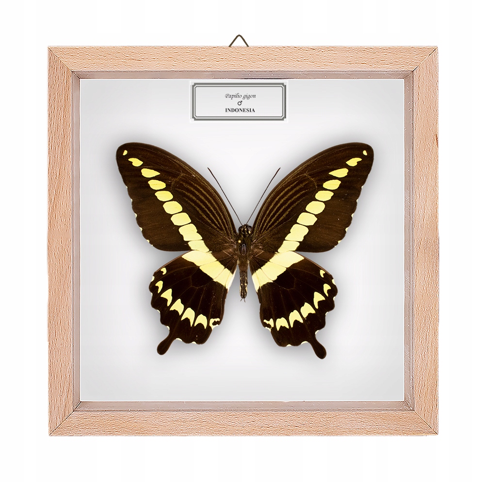 Motyl w gablotce Papilio gigon