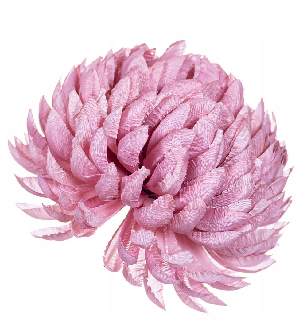 

Chryzantema ananas mauve jesienny do wiązanek