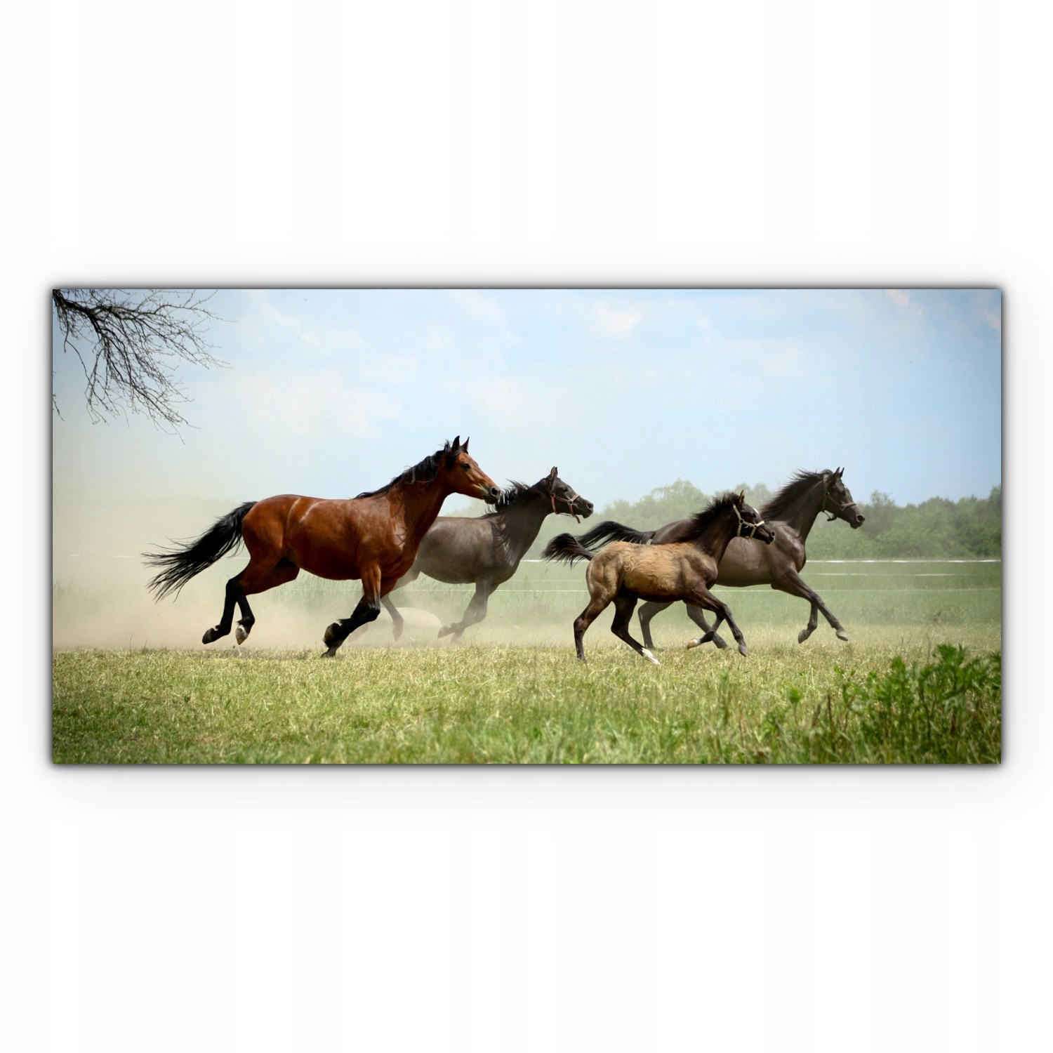 

Fotoobraz na płótnie 140x70 Konie Galop Zwierzęta