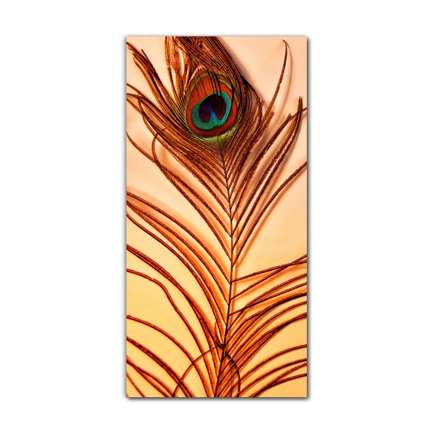 

Obraz na szkle na ścianę 70x140 Paw pióra kolory