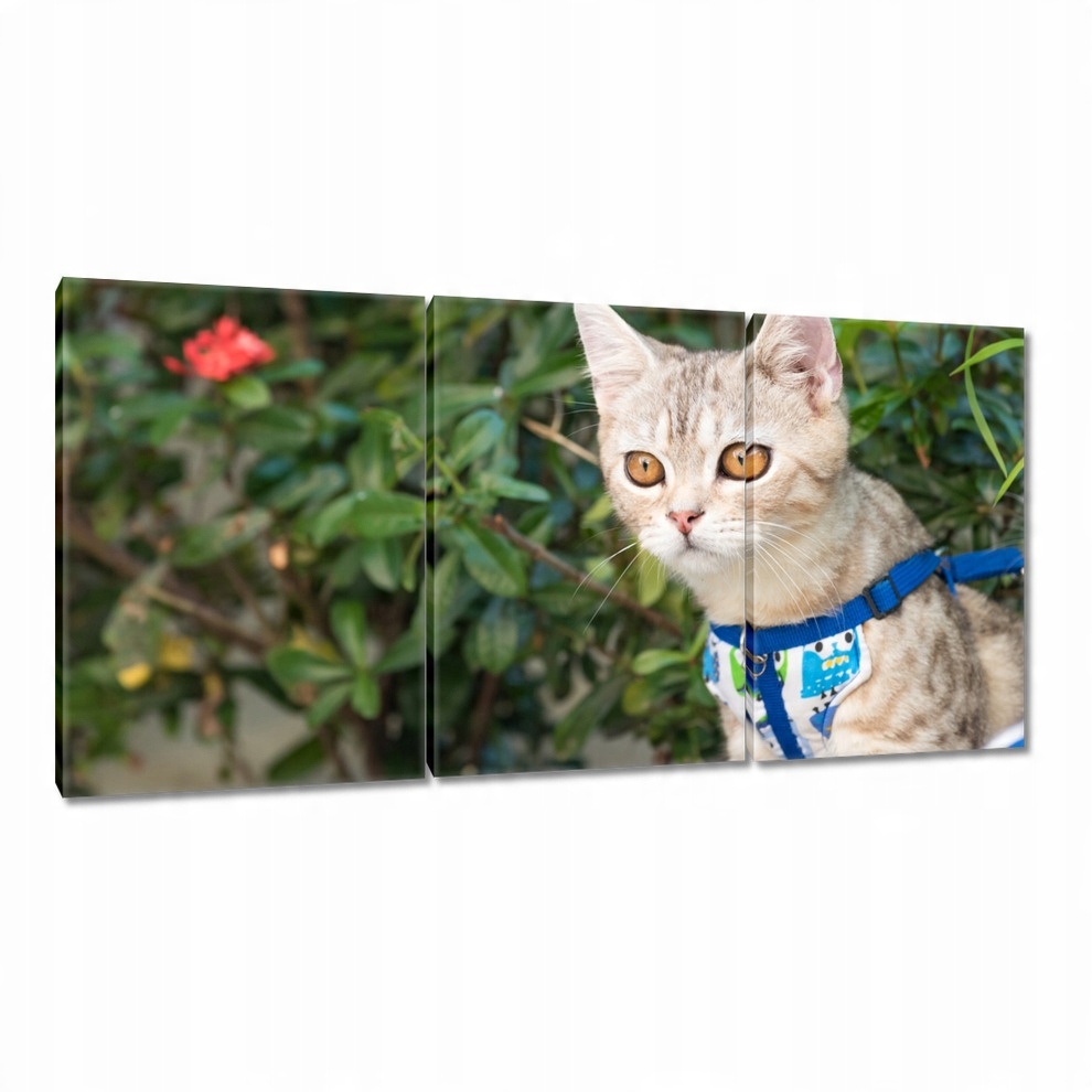 

Obrazy 120x60 Kot Kotek Koty Kicia