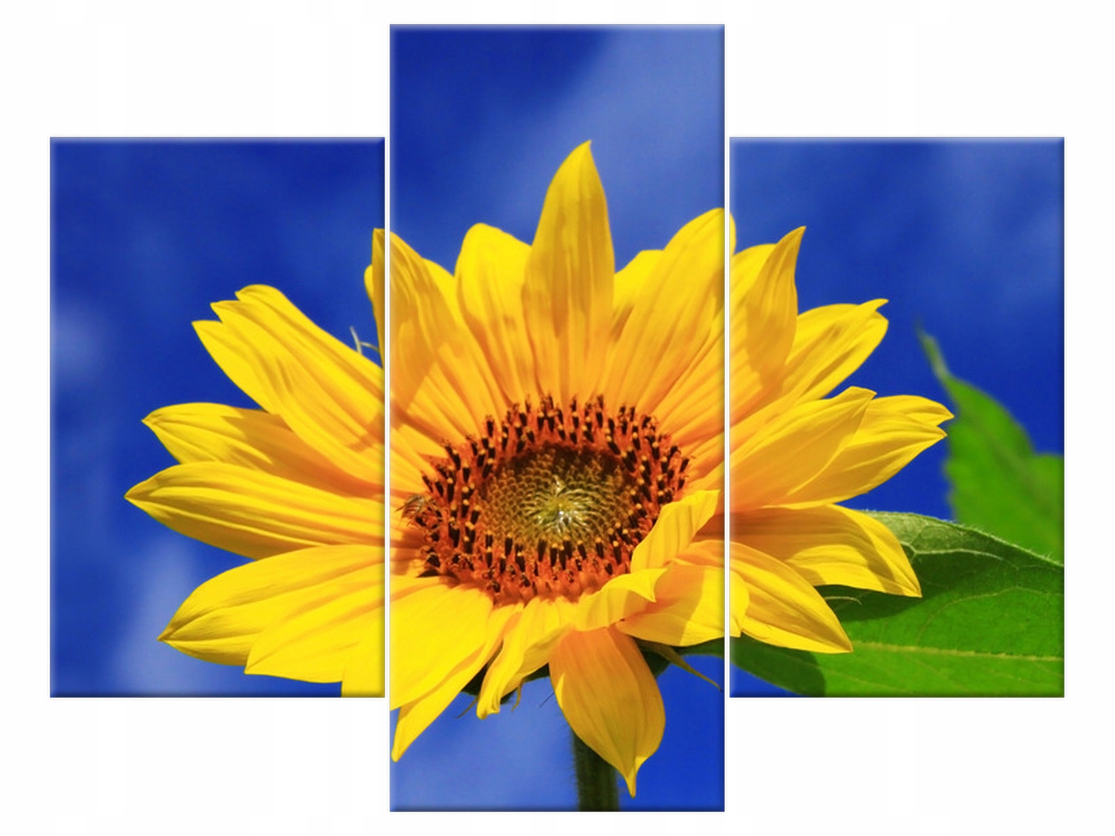 

Obraz 90x70 Słoneczniki Słonecznik Kwiaty Płótno