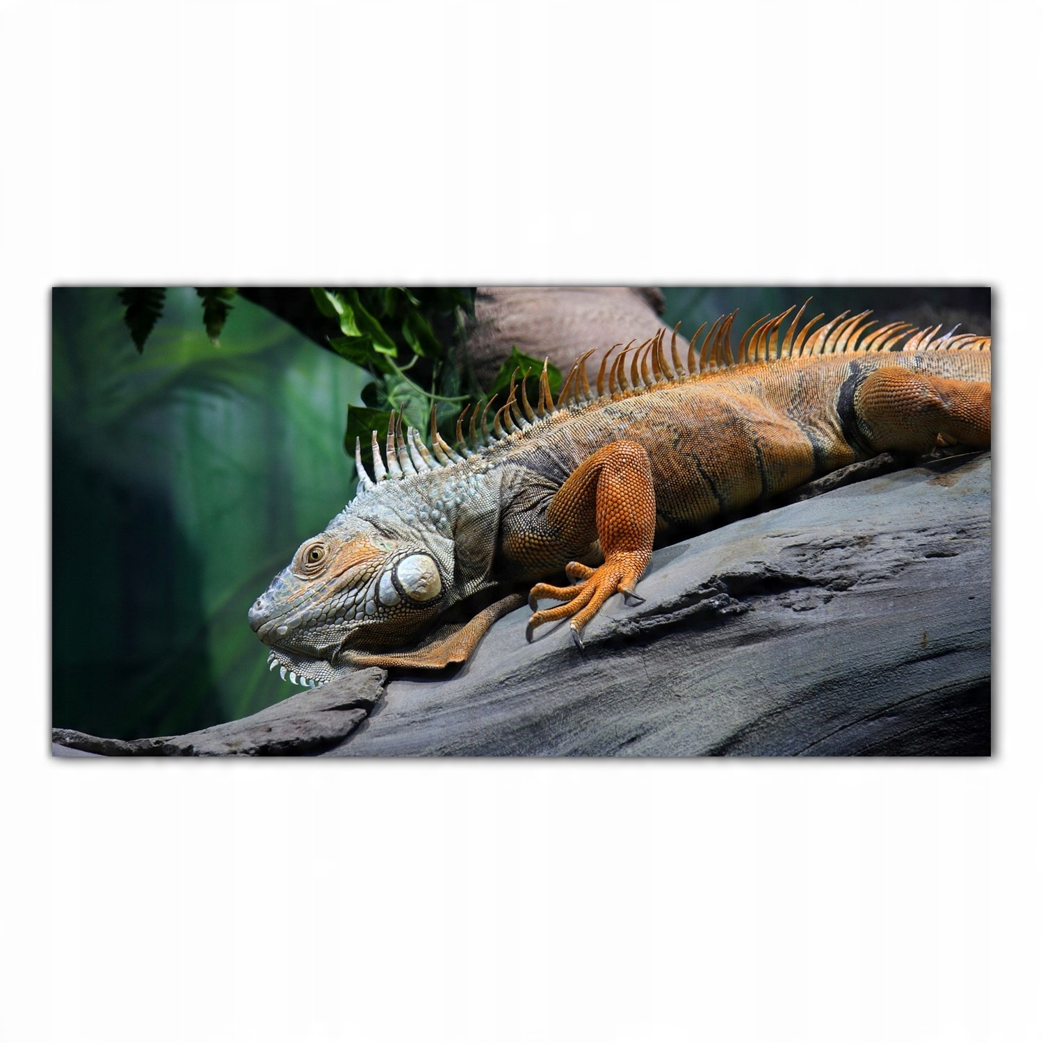 

Obraz na szkle Foto Dzikie Zwierzę Iguana 140x70