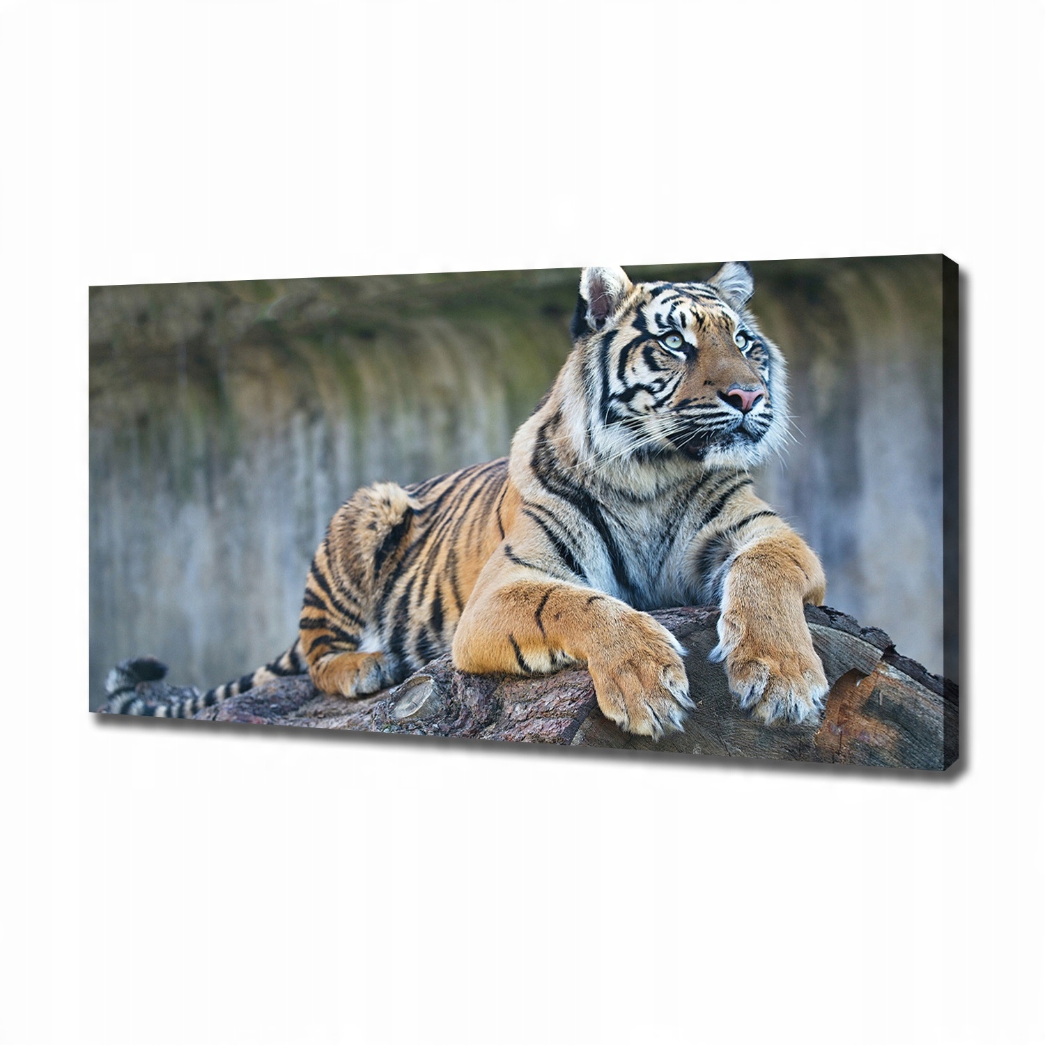 

Duży foto obraz na ścianę canvas Tygrys 120x60 cm