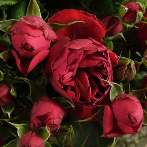 Róża rabatowa MANORA - doniczka 2 l.