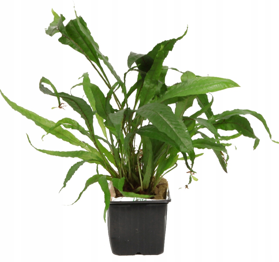 Microsorum pteropus - matecznik TROPICA (koszyk XL)