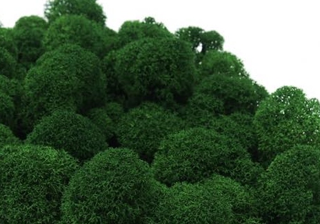 Mech Chrobotek Fiński - medium green - 50g Marka bez marki