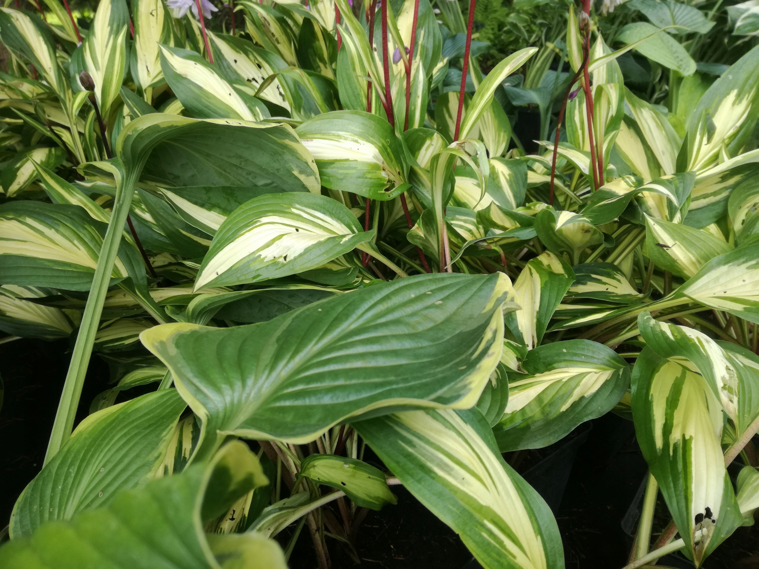 Funkia. Hosta Chery Berry- gat. I