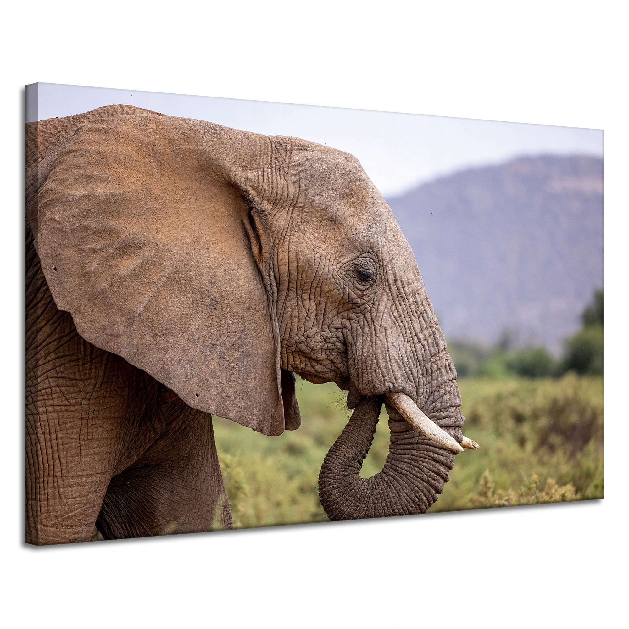 Obraz Canvas Zvířata Slon africký 120x80 cm