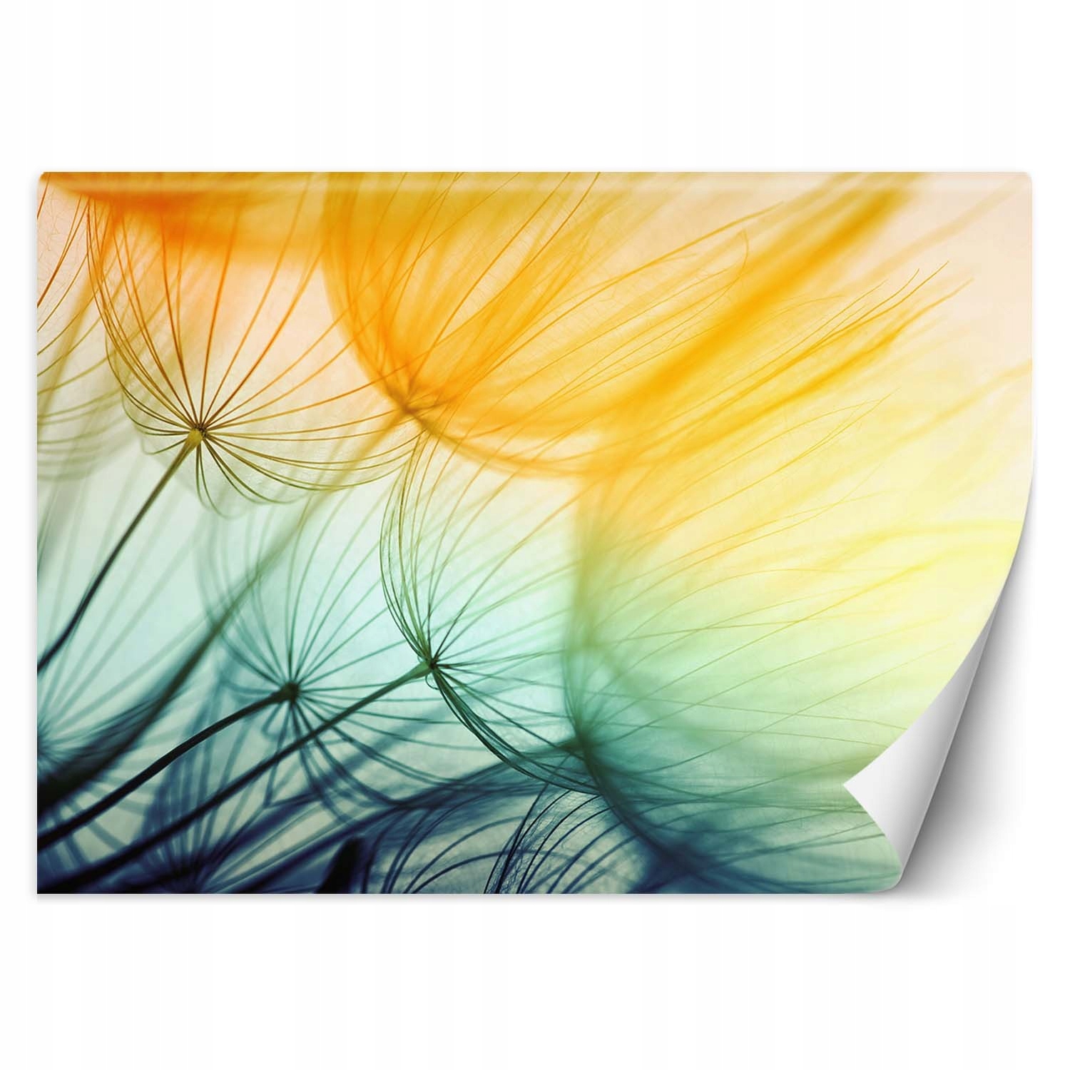 Fototapeta Barevné foukače 150x105