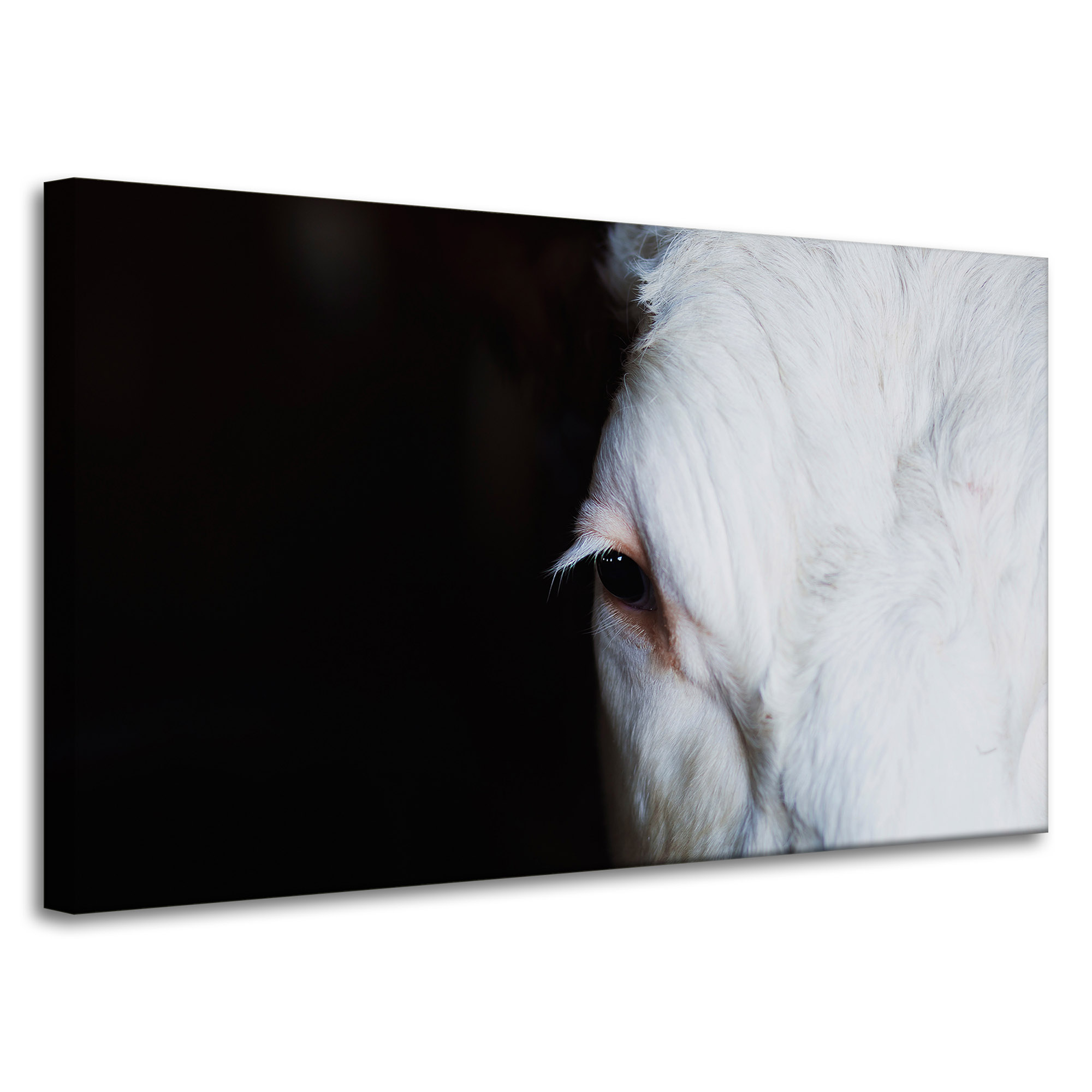Obrazy na plátně Zvířata Oko koně 100x60 cm