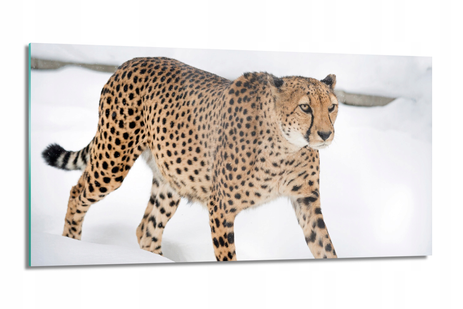 panel do kuchyně Gepard zimní sníh 100x50 s fotografií