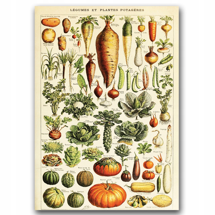Wydruk na ścianę z grafiką Warzywa vintage A4