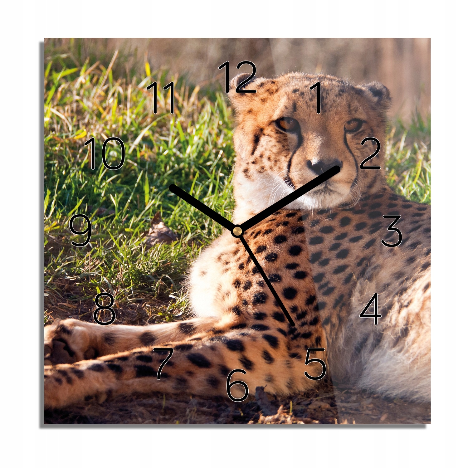 

Gepard trawa foto-zegar ze zdjęciem 30x30 z foto