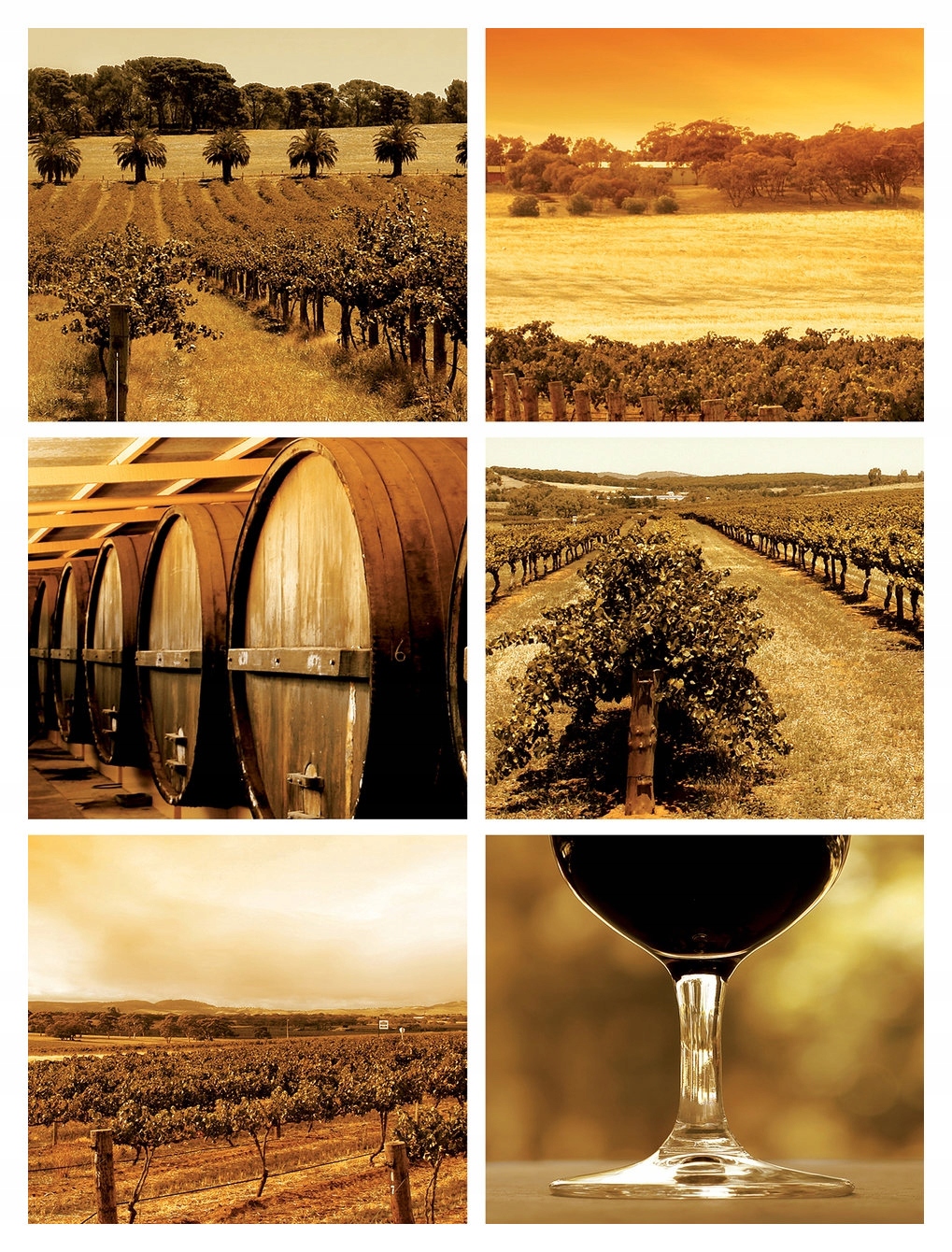 Fototapeta Toskánsko, vinice, sudy, víno, teplé barvy 206x275 lepidlo