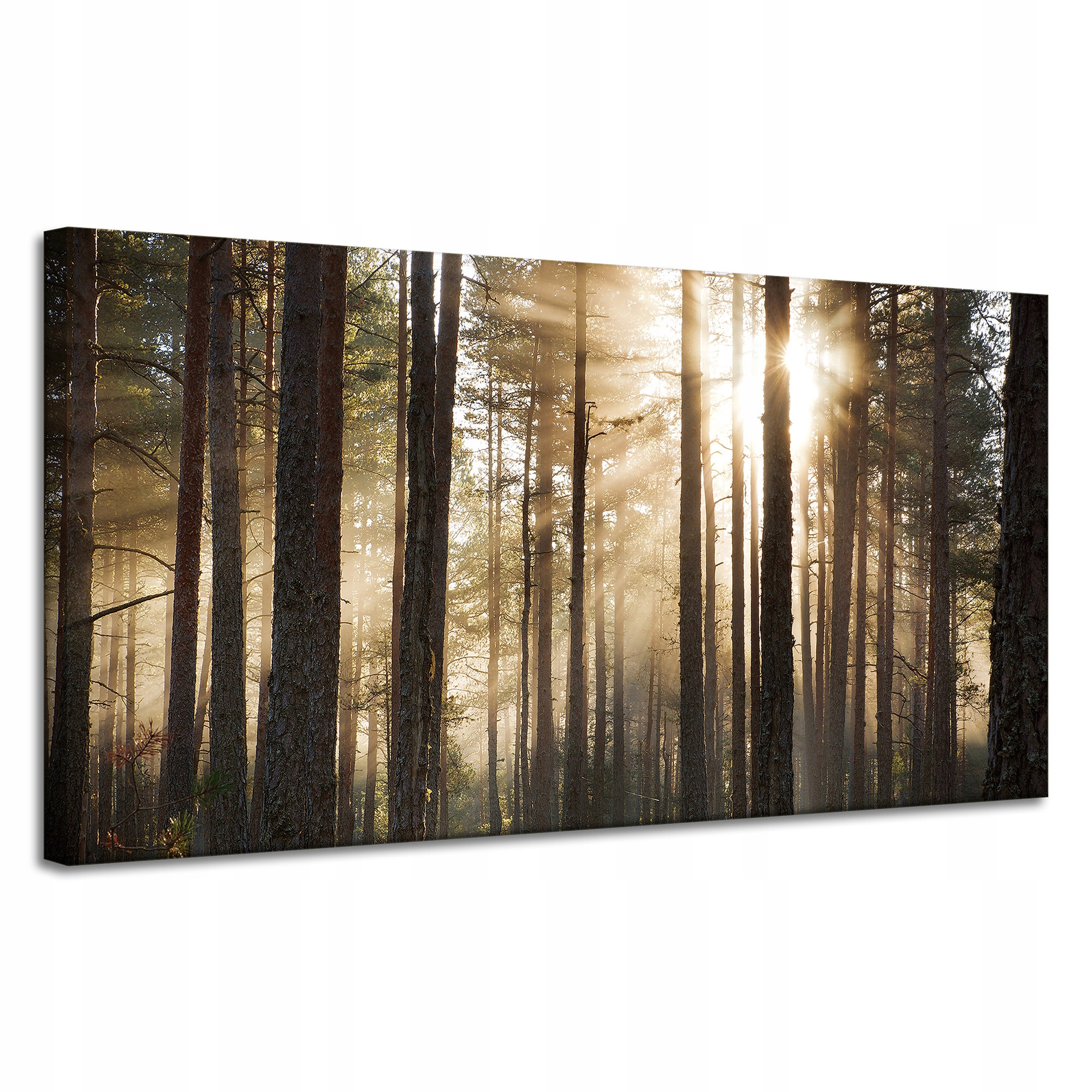 Obraz na plátně Slunce v lese Studené barvy Tráva 120x60 cm