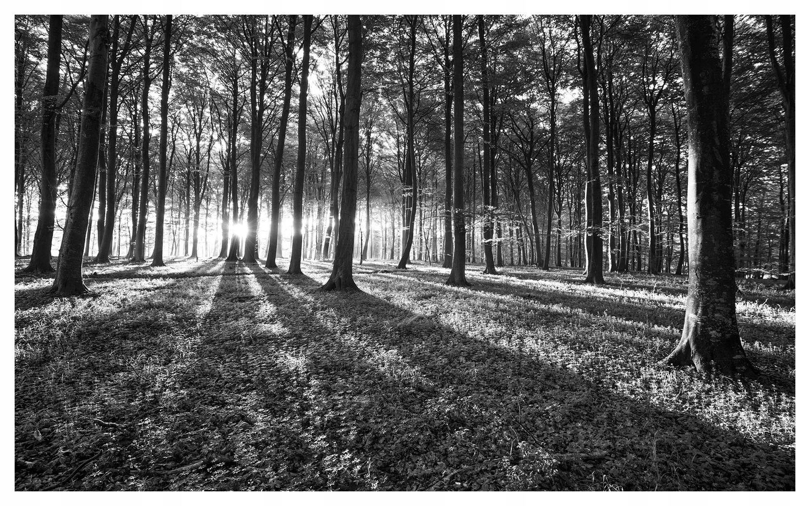 Vliesová fototapeta Čiernobiely les ticho a pokoj 350x250 lepidlo