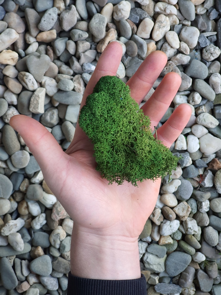 Mech Chrobotek PREMIUM Leśna Ciemna Zieleń 1kg Wysokość produktu 45 cm