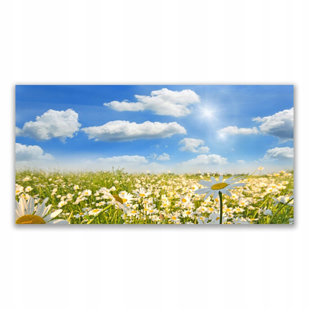

Obraz akryl na ścianę 120x60 Łąka Stokrotki Natura