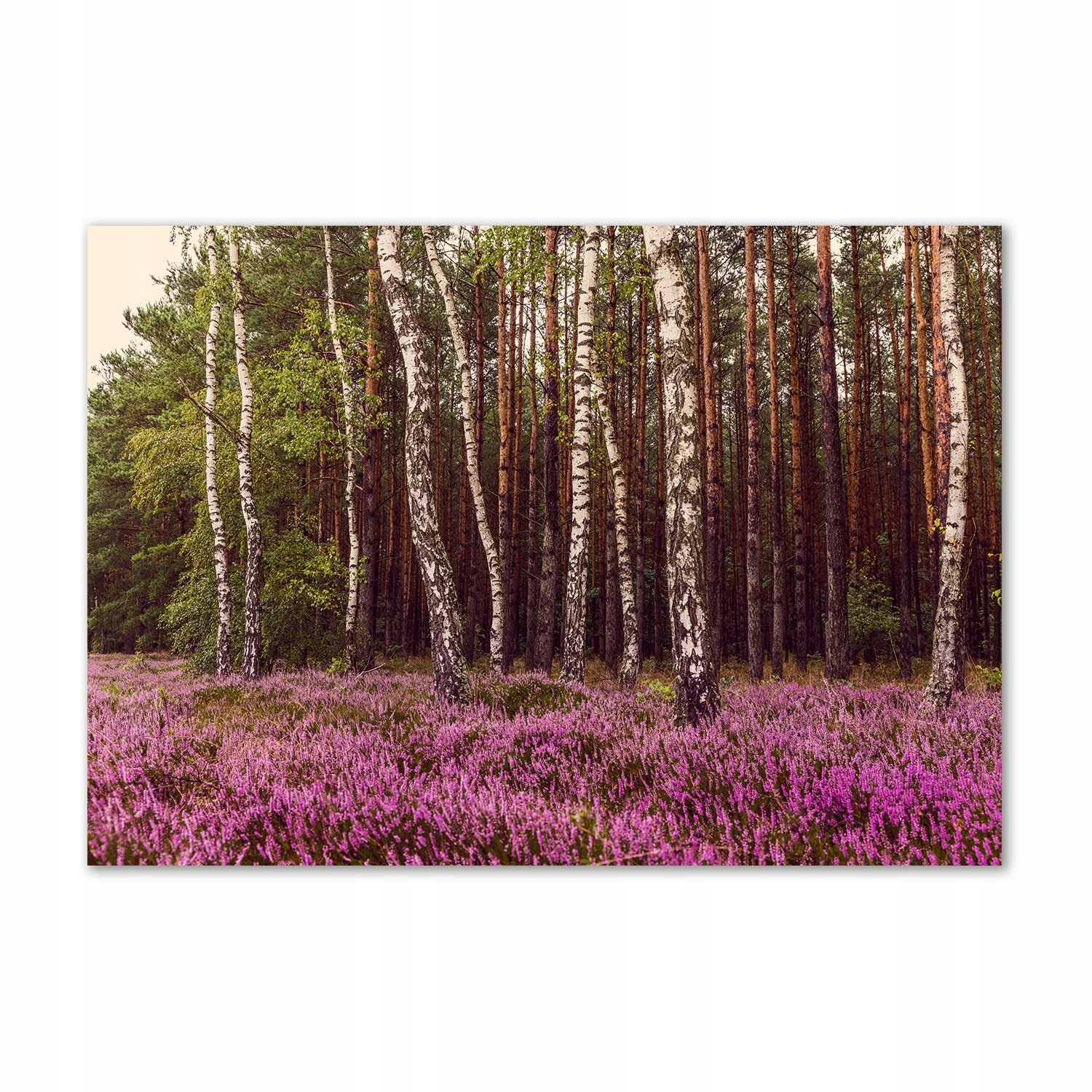 

Foto obraz szkło hartowane Wrzosowisko 100x70