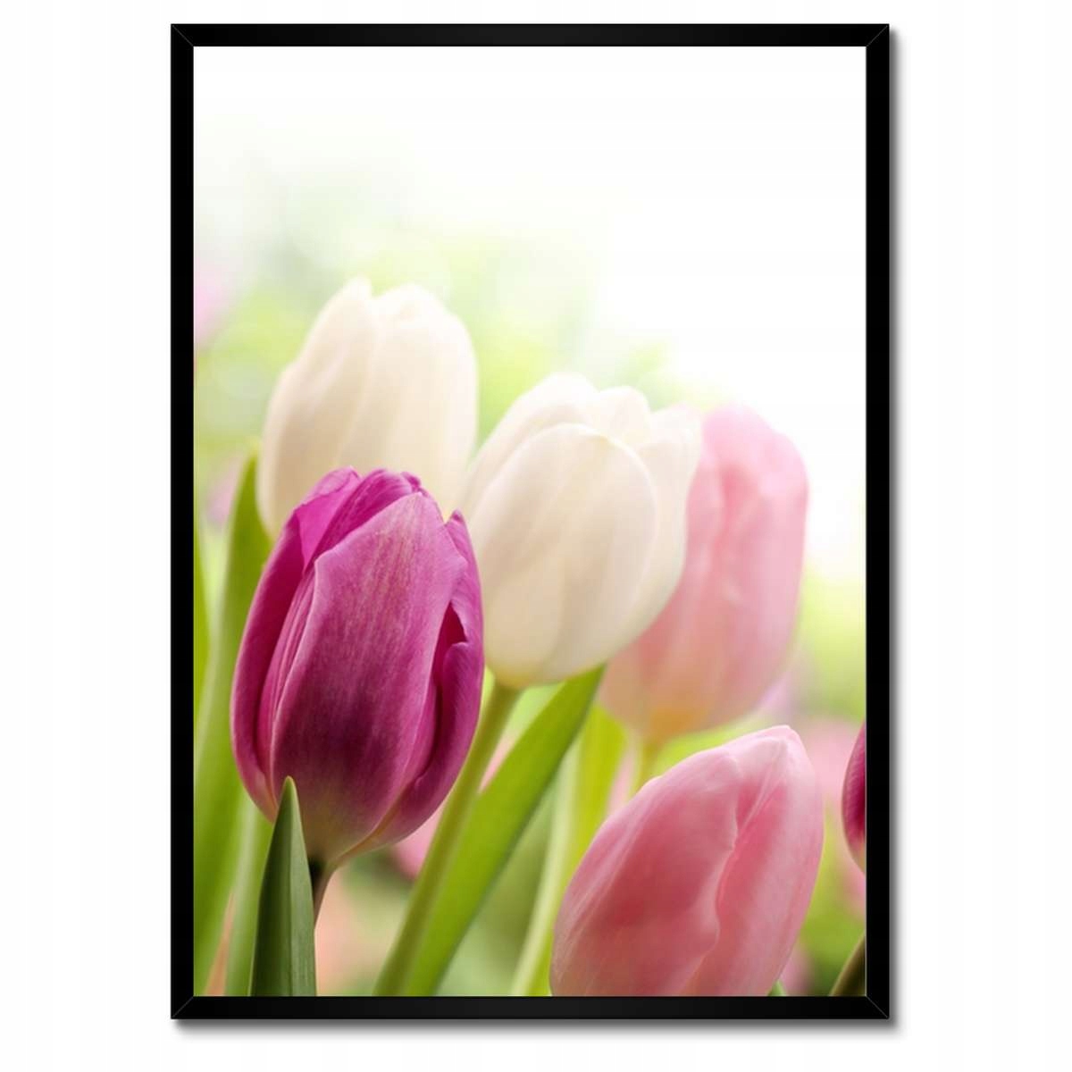 Plakáty v rámu 50x70 Krásné tulipány