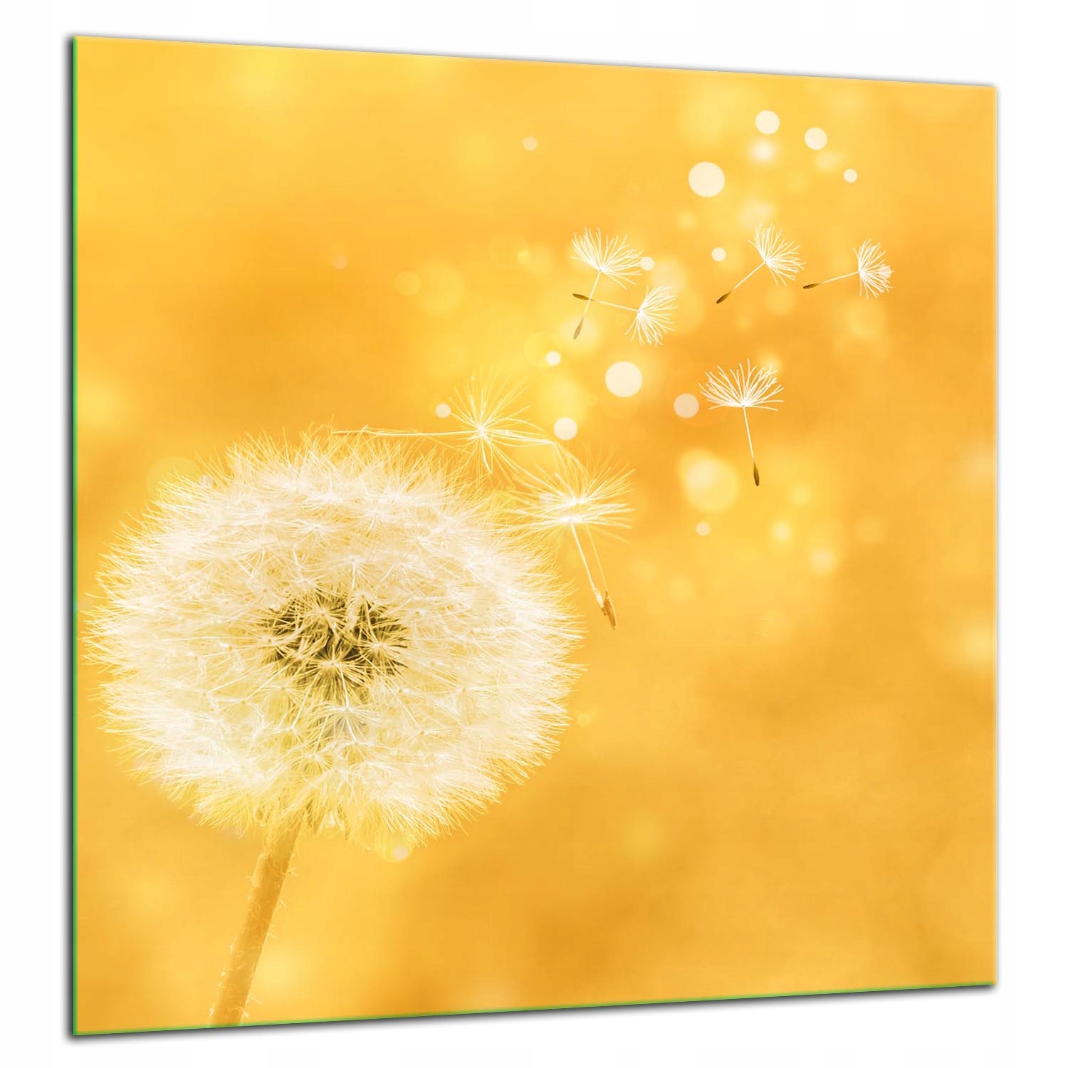 Skleněná Ochranná Deska Panel Lepidlo 60x65 Květina
