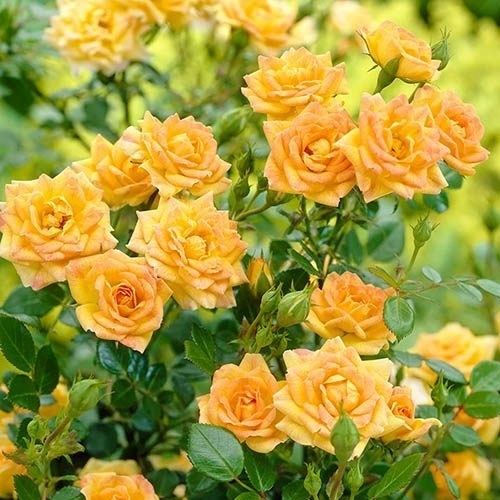 RÓŻA YELLOW FAIRY SADZONKA P9 ŻÓŁTE KWIATY OBFITE KWITNIENIE OKRYWOWA