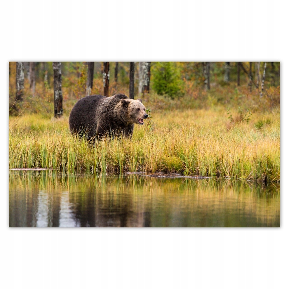 

Fototapety flizelina 416x254 Niedźwiedź brunatny