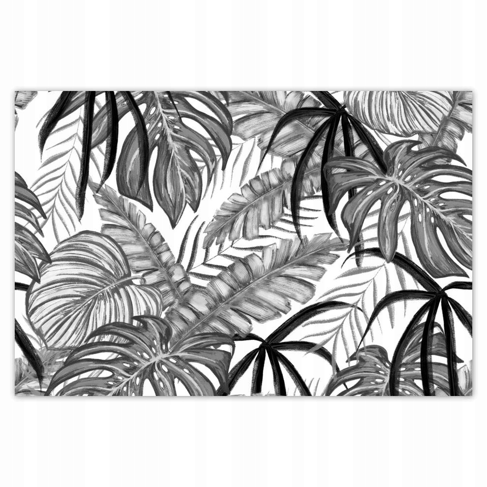 

Plakaty 60x40 Monstera Zielony liść