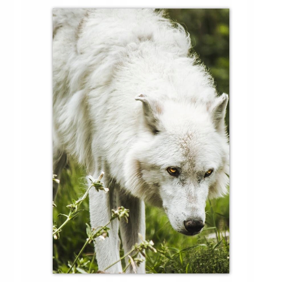 

Plakat samoprzylepny 40x60 Wilk Wilki Wolf