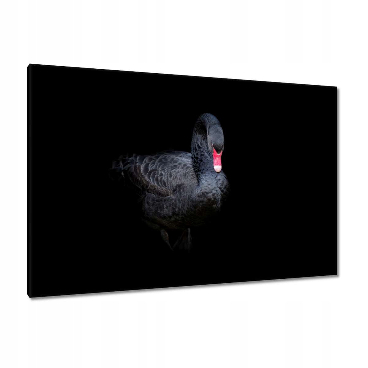 Obrazy 120x80 Krásná černá labuť