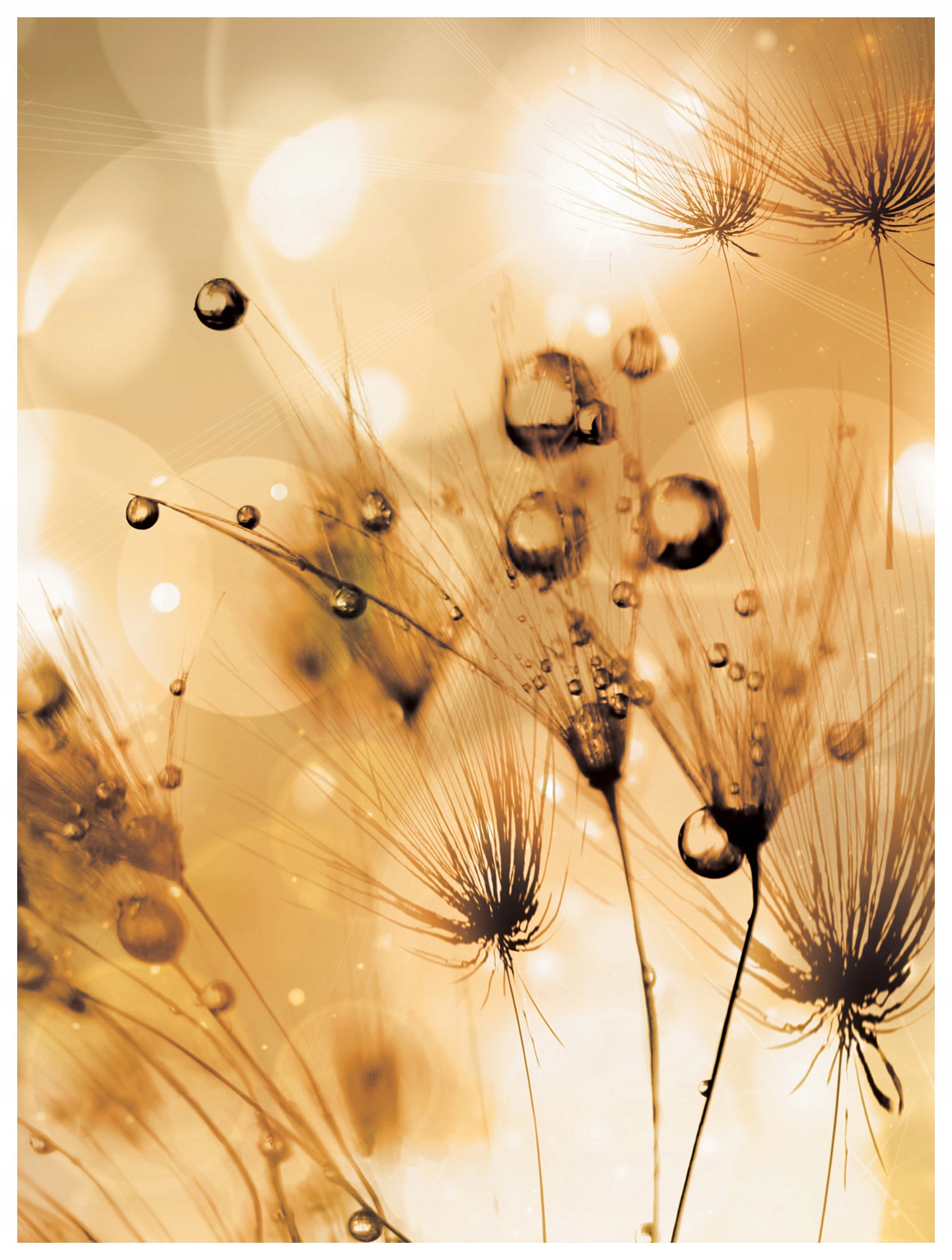 Fototapeta Rostoucí foukače v rose jemné bokeh 206x275 lepidlo