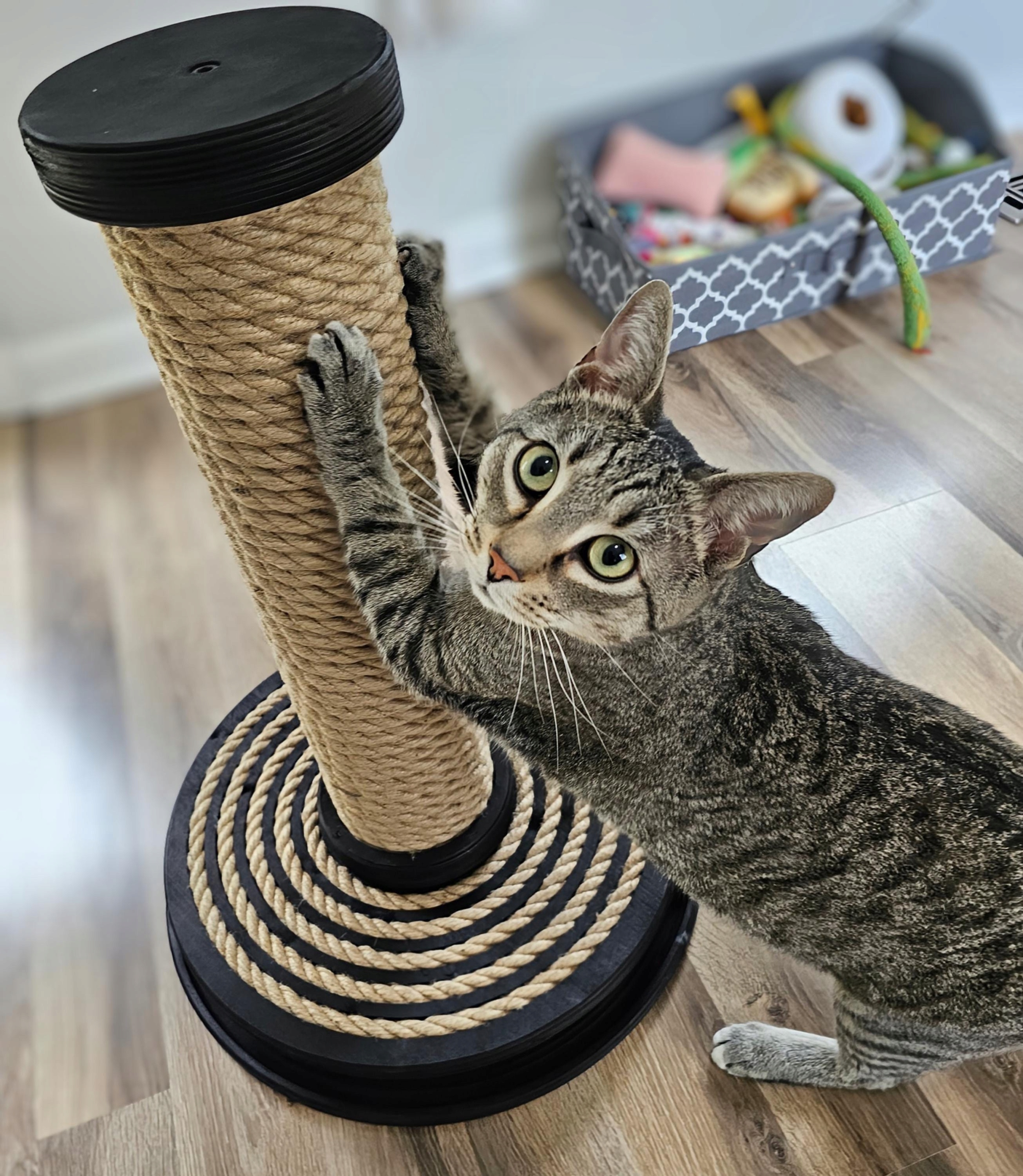 Levně Pevný škrabací sloupek pro kočky dráha s kuličkou, stromek pro kočky různé barvy