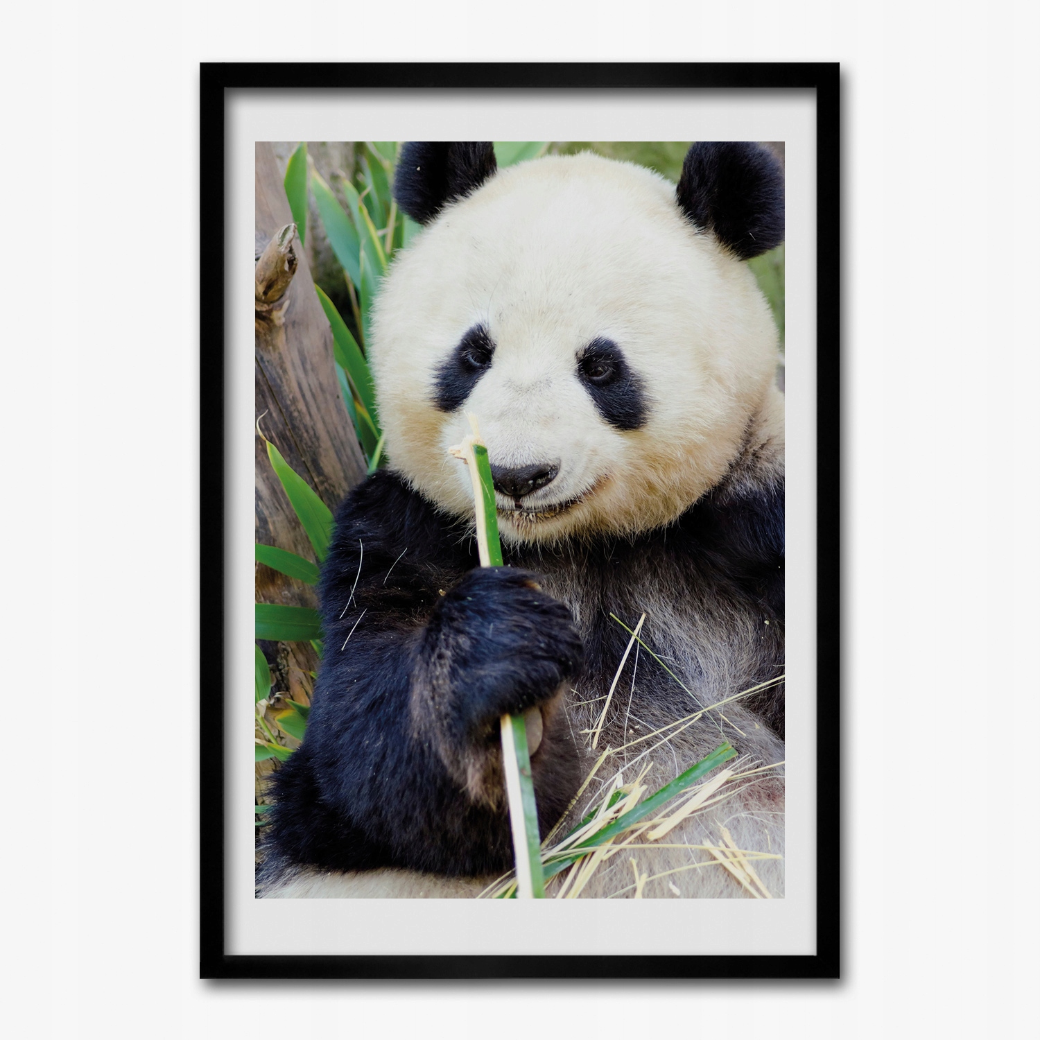 Obraz v ráme na stenu Medveď panda 70x100 cm