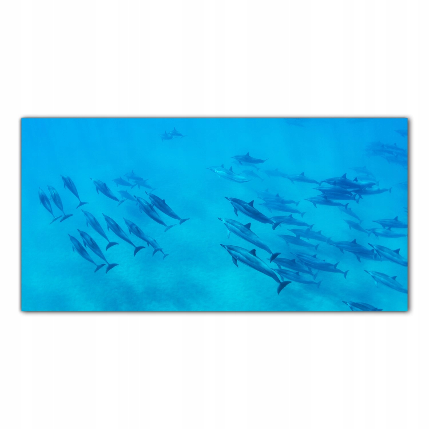 Delfíni Ocean Zvířata 140x70 Lacobel do kuchyně