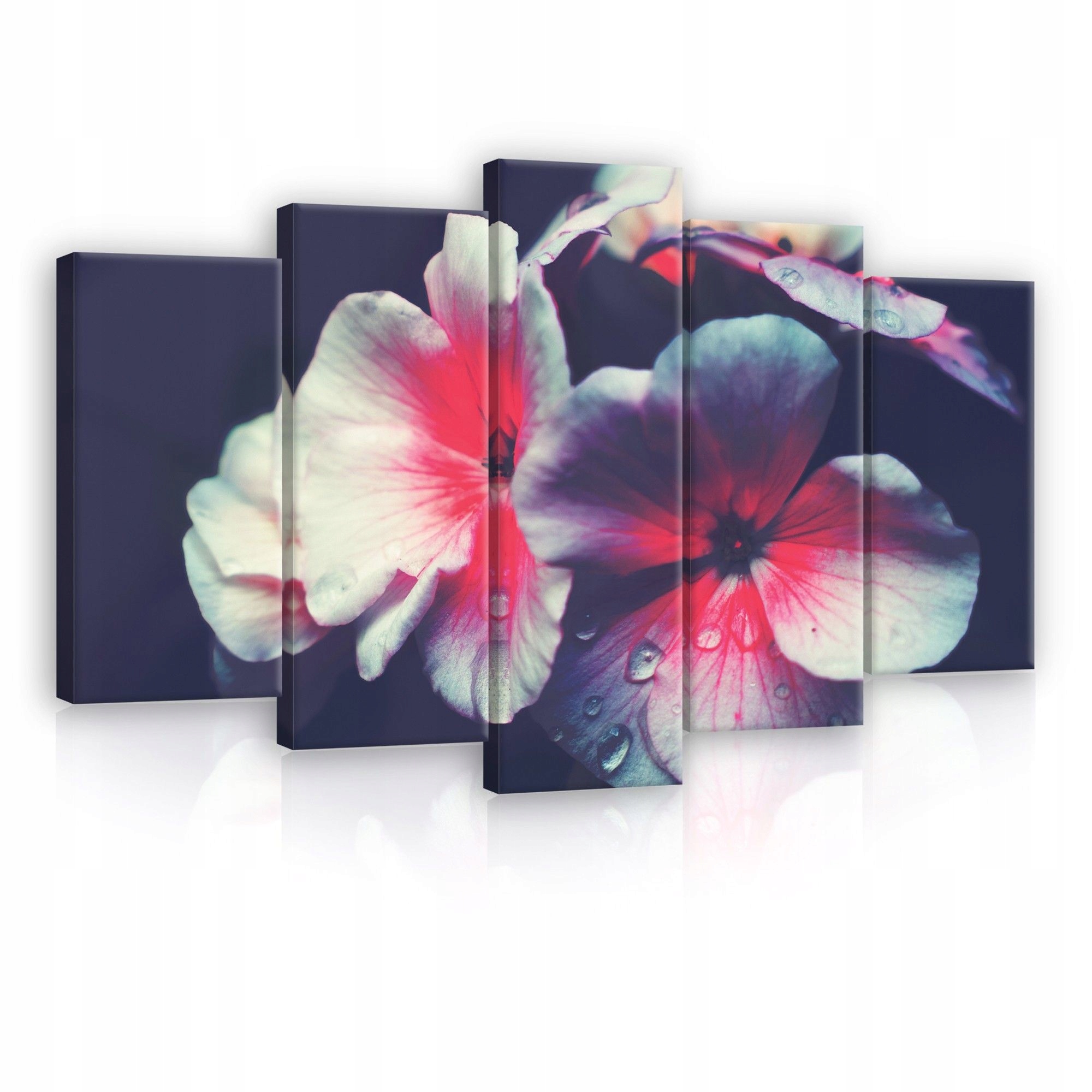 Obraz 100x60 Květiny růže fialové příroda rosa kapky blízké moderní