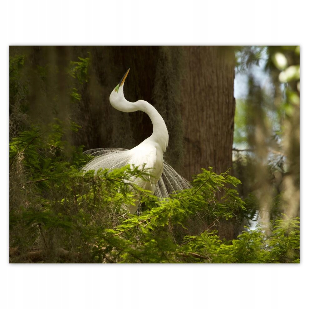 

Plakat 40x30 Czapla ptak Pejzaż Widok