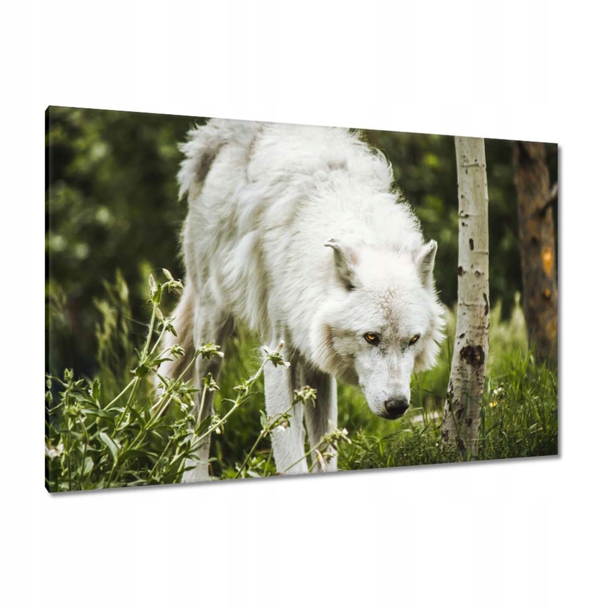 Obrazy 120x80 Vlk