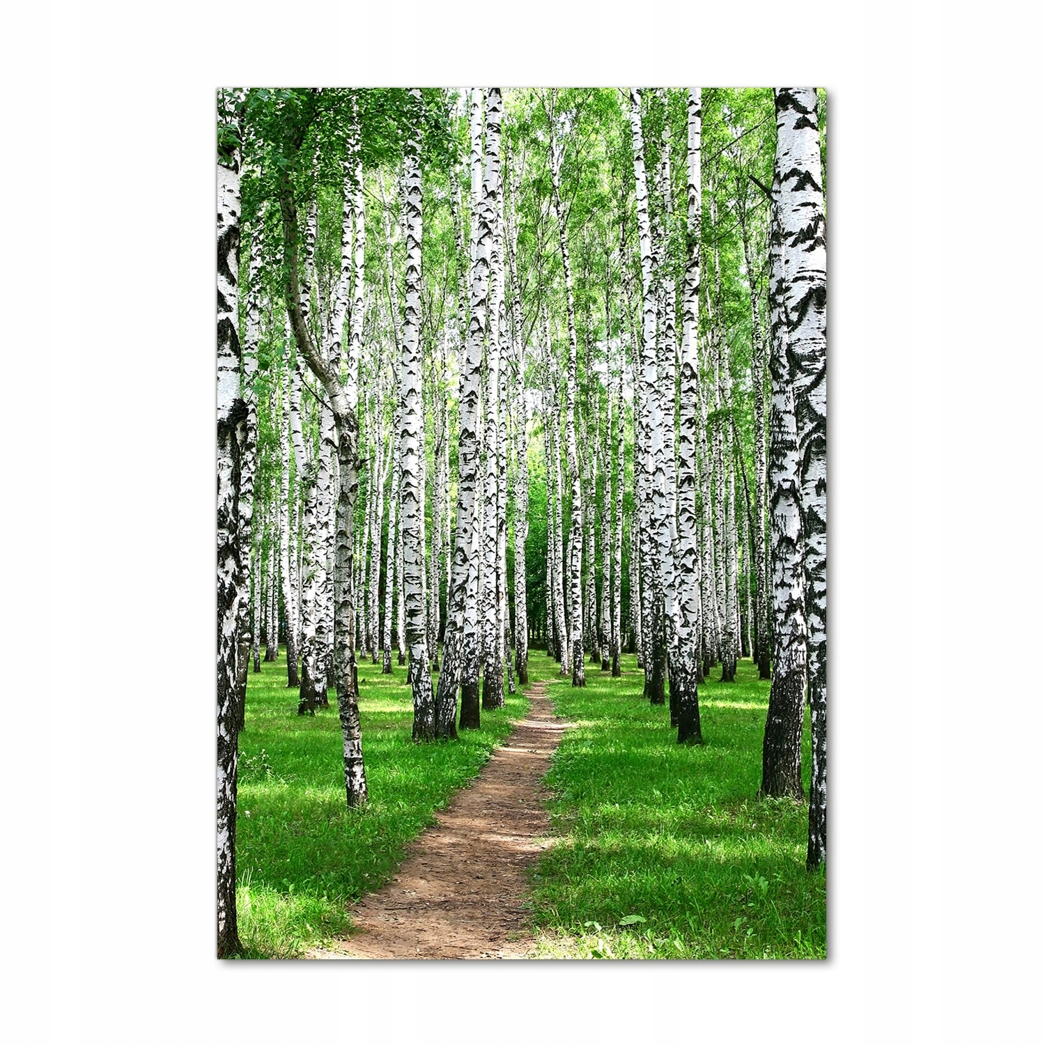 

Nowoczesny fotoobraz akrylowy Las brzozowy 70x100