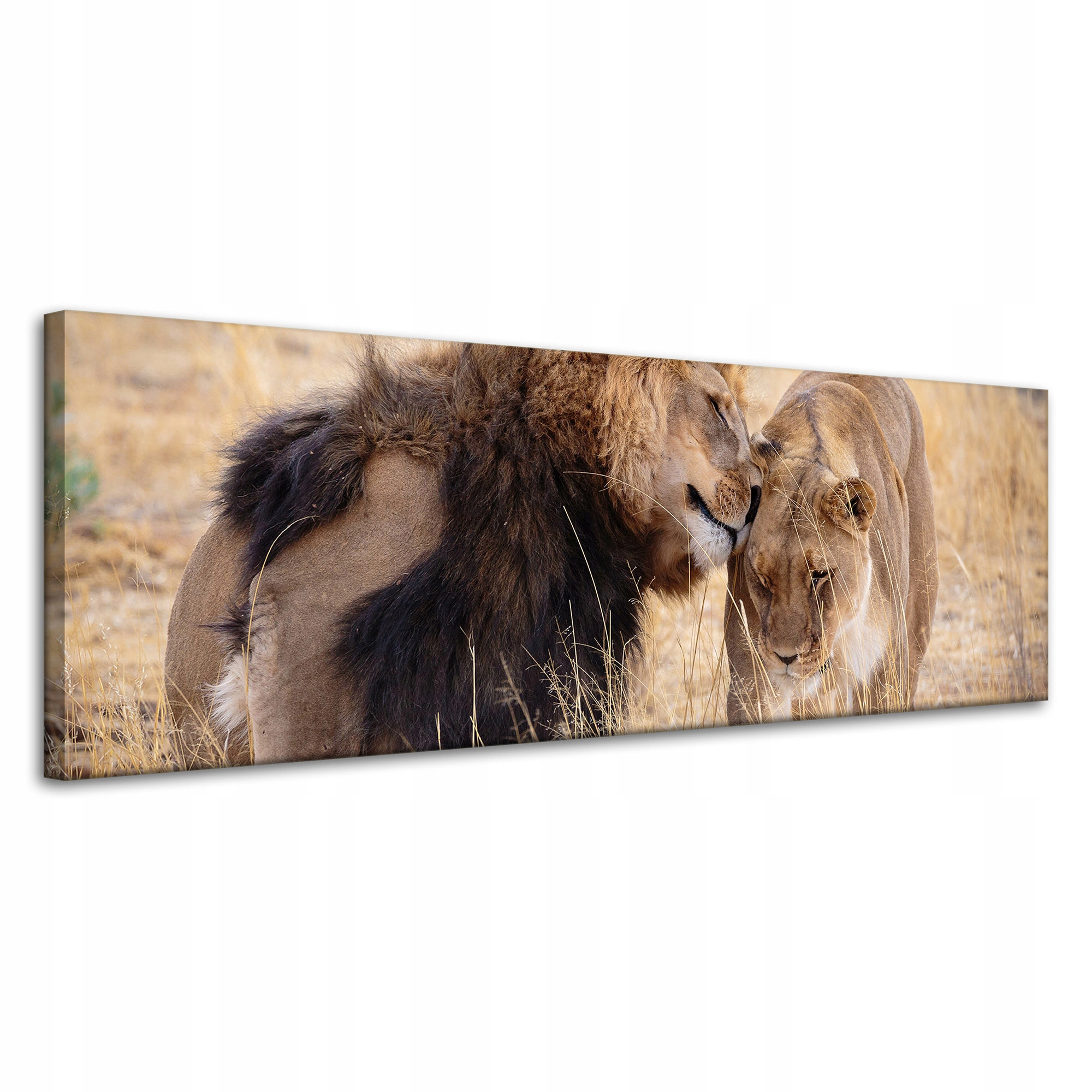 Obraz na plátně Pár Lvů Láska Savana Příroda 120x40 cm