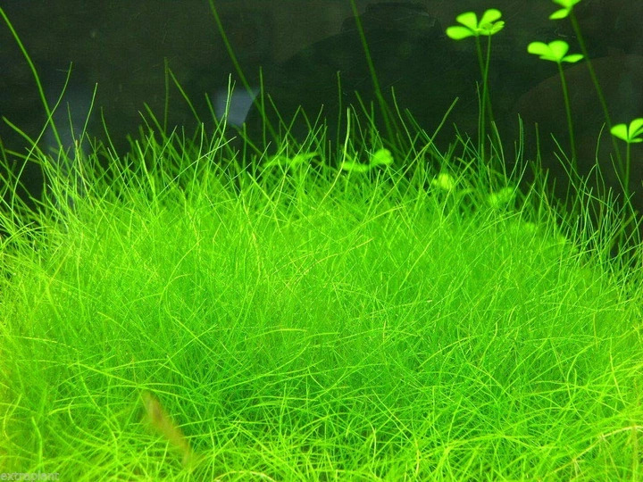Eleocharis parvula - XL