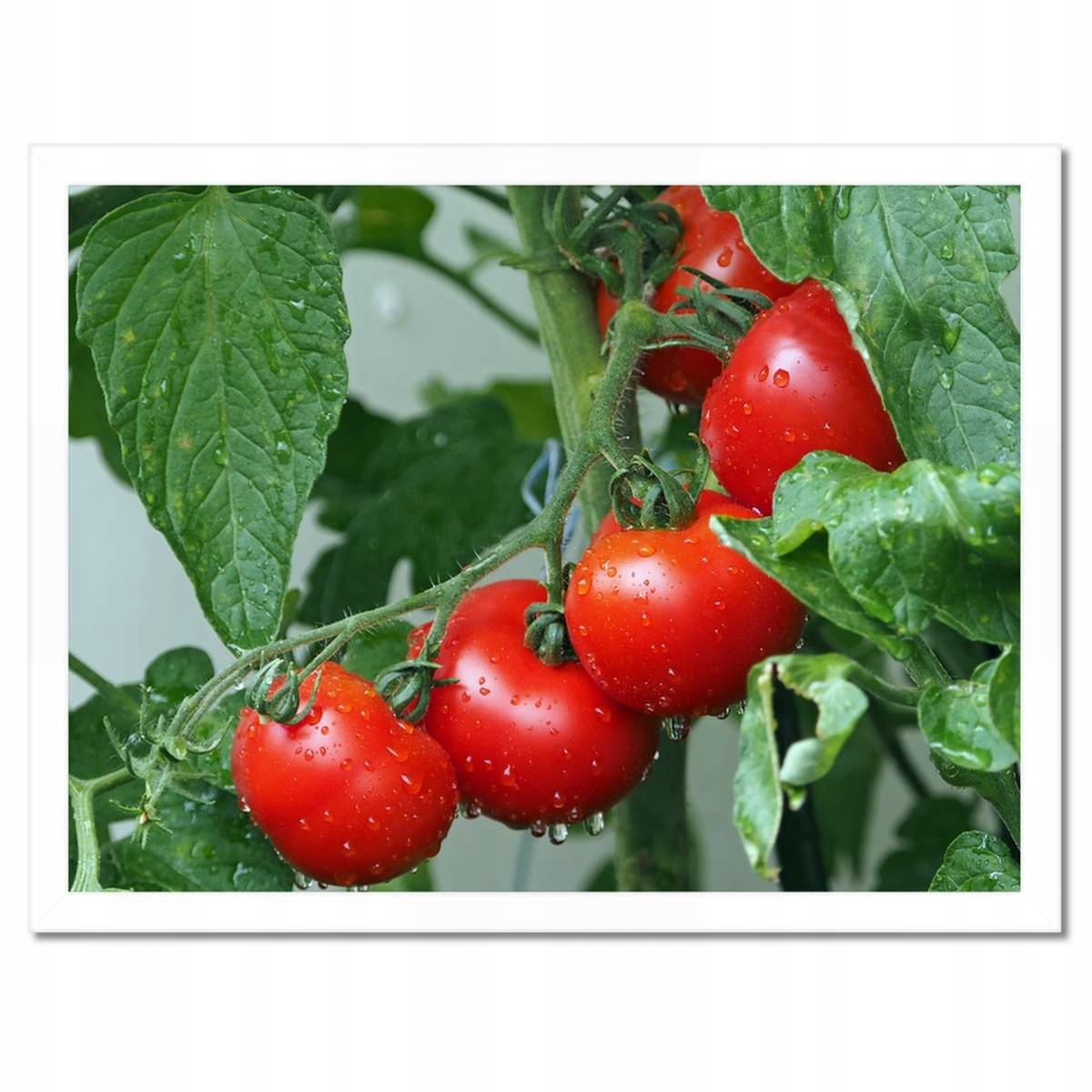 Plakáty v rámu 40x30 Kuchyňské obrazy Revoluce