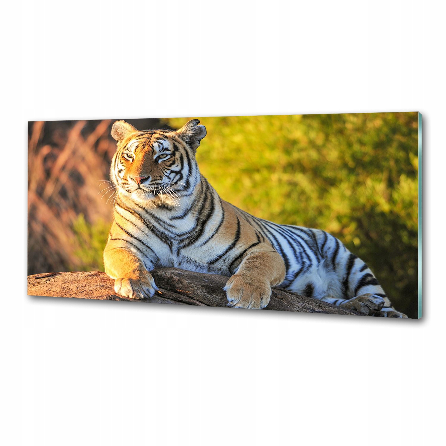 Panel do kuchyne Portrét tigra 125 x 50 cm Lepidlo