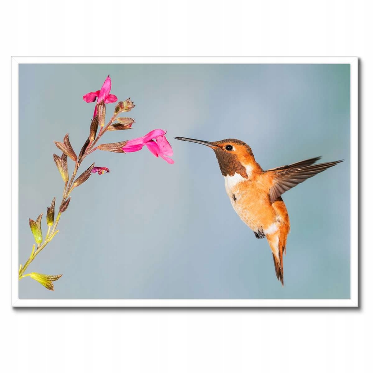 Plakáty v rámu 70x50 Kolibřík požírají nektar