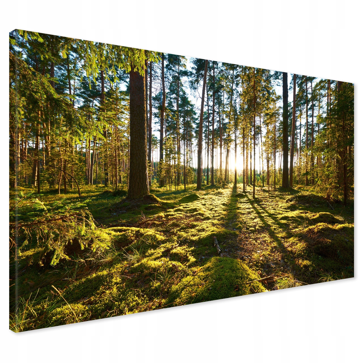 

Obraz na płótnie las drzewa 120x80