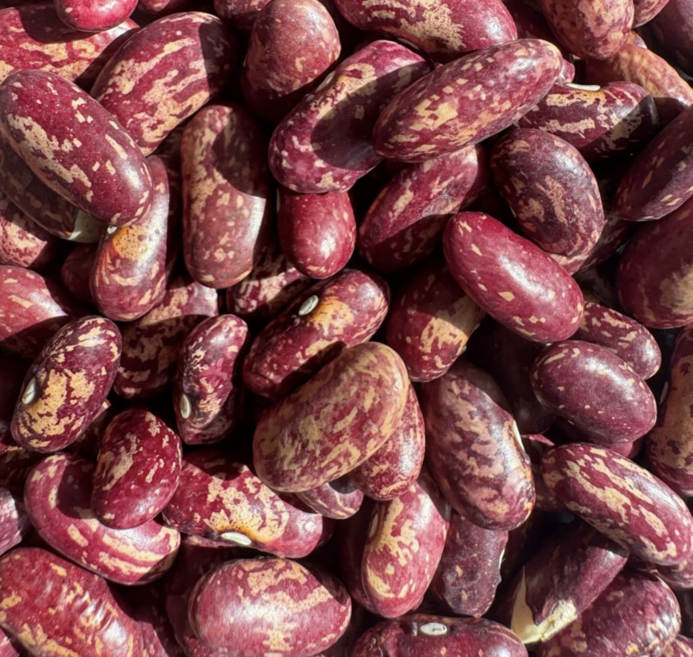 1X Fazole červená 25 kg