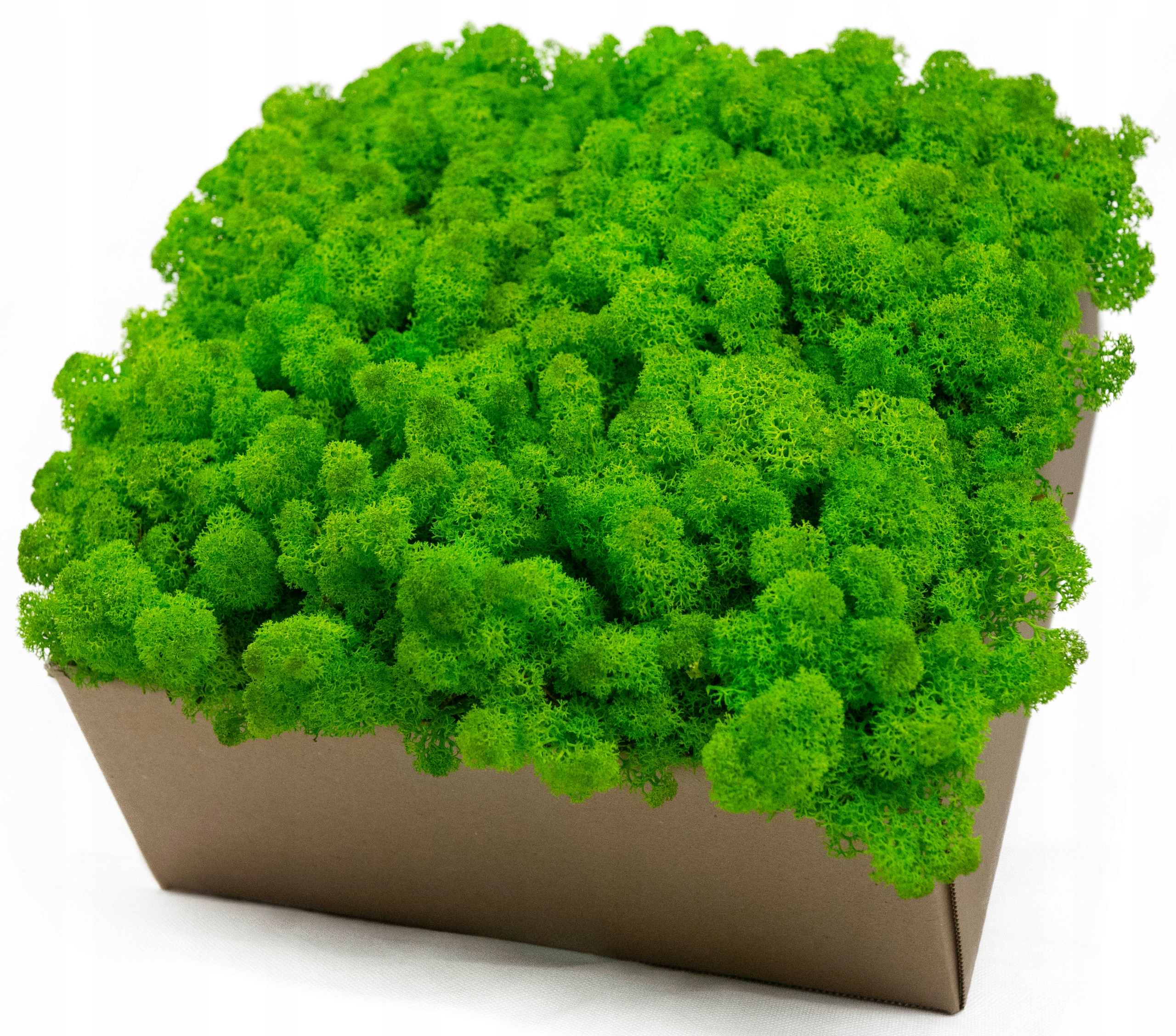 Mech Chrobotek ZIELONY Reniferowy Marka inna