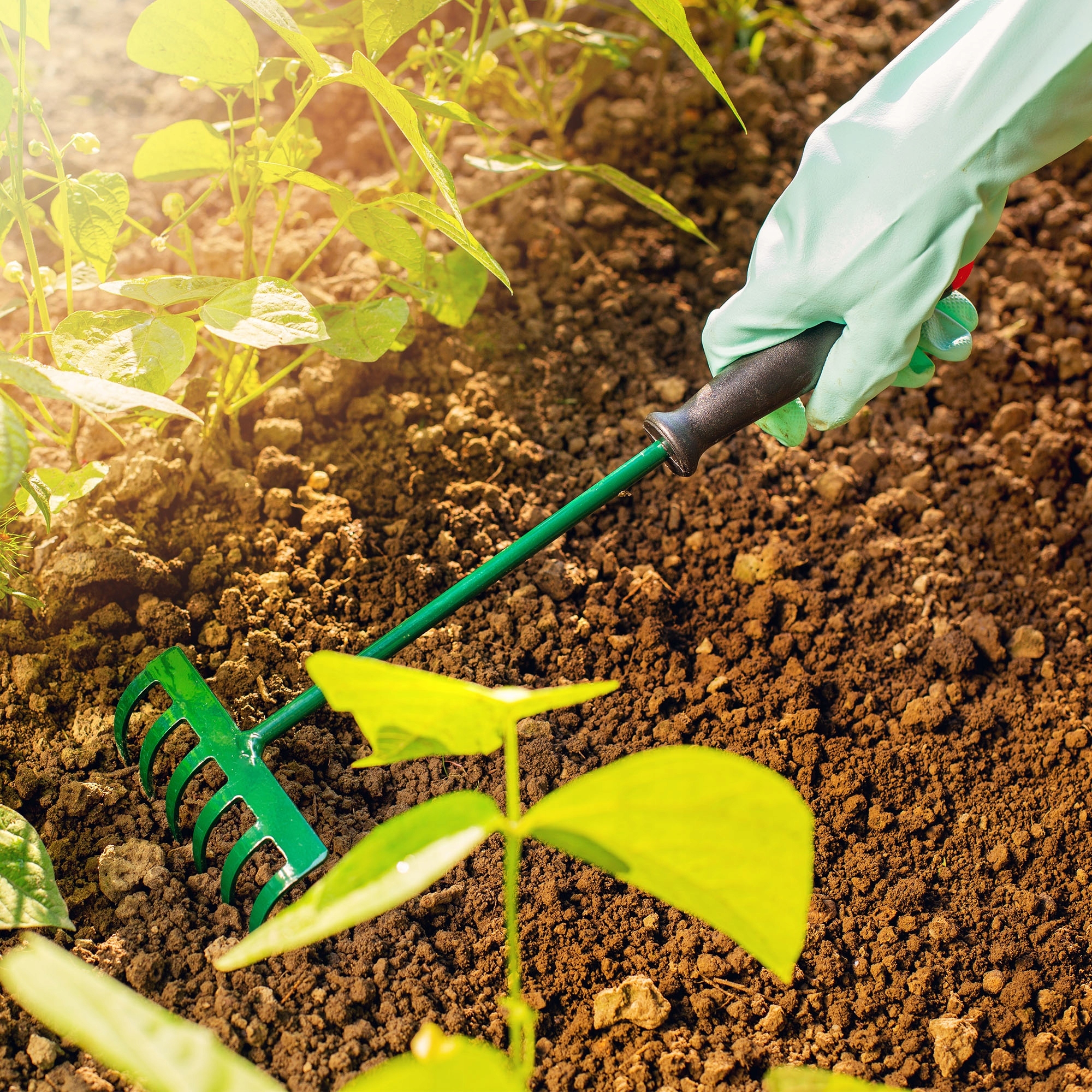 GRABIE OGRODOWE GRABKI MAŁE Z TRZONEM 30CM 6-ZĘBNE Kod producenta K646