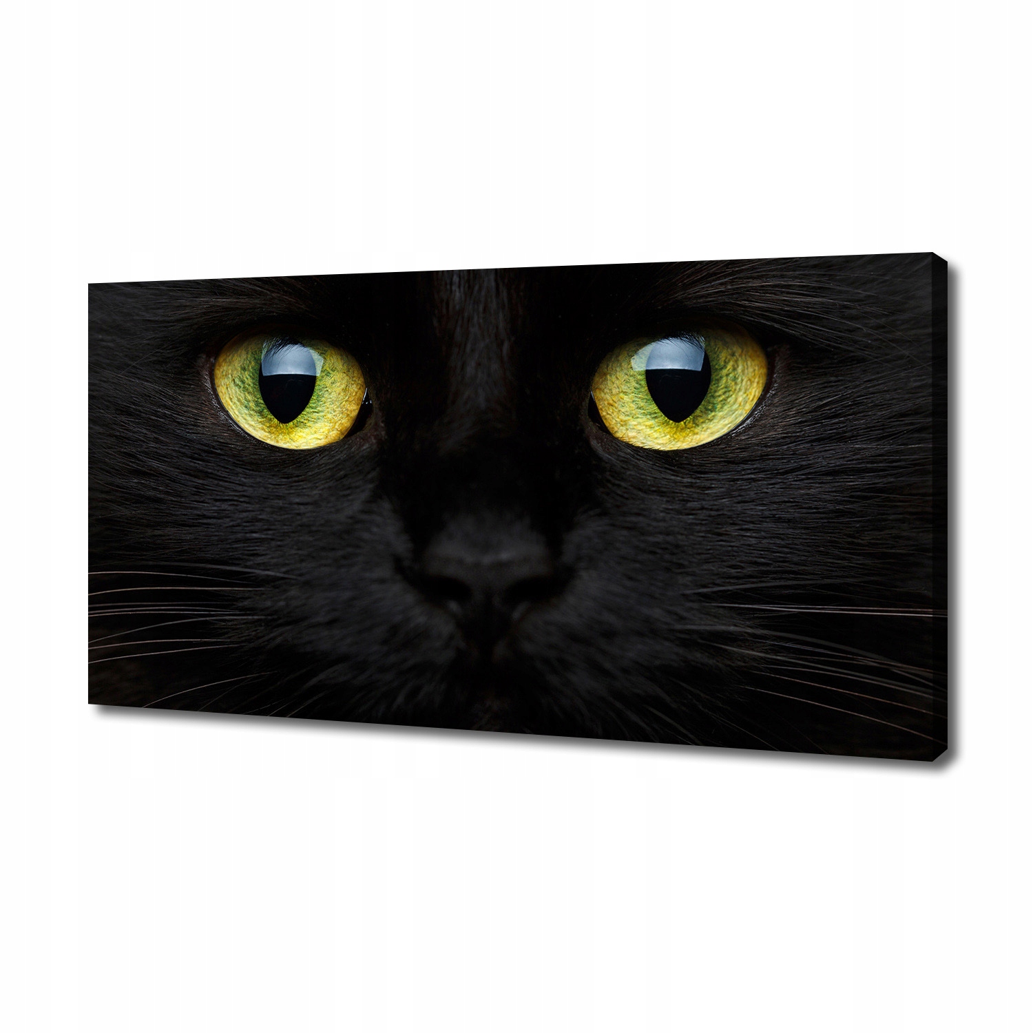 

Foto obraz canvas na ścianę Kocie oczy 140x70 cm