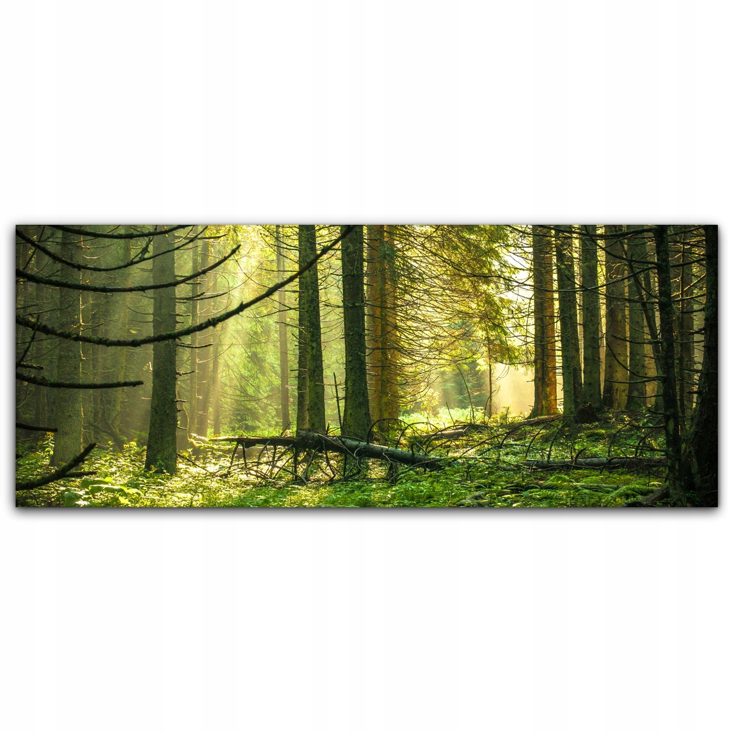 

Canvas na ramie na ścianę 125x50 Las Drzewa Natura
